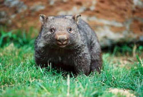 Australian Wombat, stock image  Foons Photographics Wonthaggi