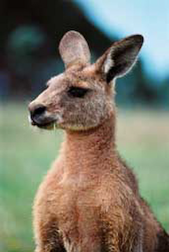 Australian Kangaroo, stock image  Foons Photographics Wonthaggi