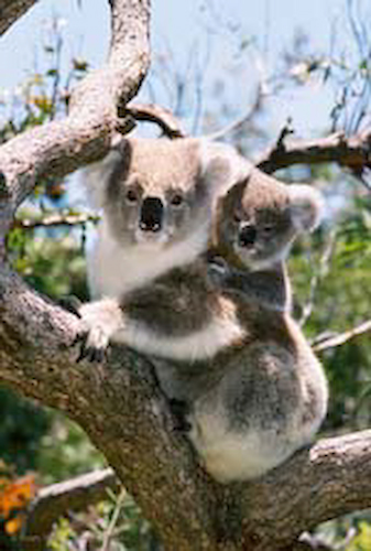 Australian Koala and baby, stock image  Foons Photographics Wonthaggi