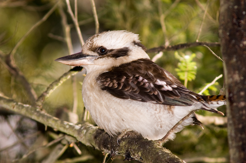 Australian Kookaburra, stock image  Foons Photographics Wonthaggi