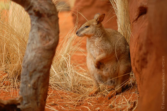 Australian Wallaby, stock image  Foons Photographics Wonthaggi