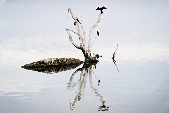 Cormorants or Shags on a tree METUNG victoria  stock image by Foons Photographics Wonthaggi