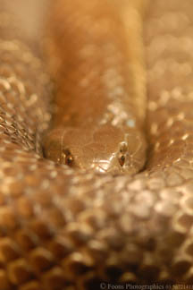 Tiger Snake stock image by Foons Photographics Wonthaggi