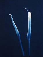 Arum Lily emerging - cyantype  Trevor Foon 2006