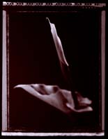 Arum Lily emerging - Van Dyke Brown Print from Polaroid Type 55 negative  Trevor Foon 2006