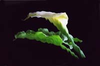 Arum Lily    Trevor Foon 2006