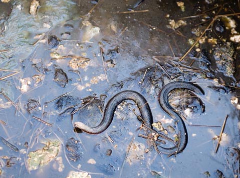 Red Bellied Black Snake in drain ready to strike   Foons Photographics 2006