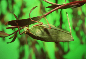 foons photographics Macro Closeup stock  images  Trevor Foon 2008 Green Leaf Hopper