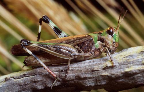 Foons Photographics Macro Closeup Stock  Images  Trevor Foon 2008     Grasshopper