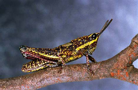 foons photographics Macro Closeup stock  images  Trevor Foon 2008 Alpine Hopper from Tasmanian High Plains, Miena, near the Great Lake