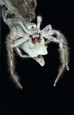 foons photographics Macro Closeup stock  images  Trevor Foon 2008 Huntsman Spider in defensive mode