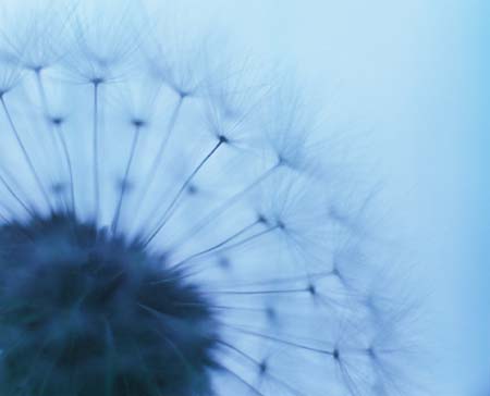 foons photographics Macro Closeup stock  images  Trevor Foon 2008 Blue Dandelion