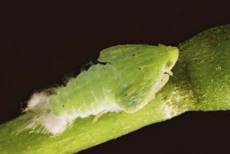 foons photographics Macro Closeup stock  images  Trevor Foon 2008 Passion Vine Hopper 