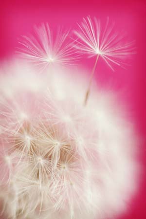 foons photographics Macro Closeup stock  images  Trevor Foon 2008 Pink Dandelion