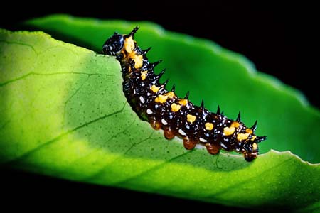 Foons Photographics Macro Closeup stock  images  Trevor Foon 2008   Dainty Swallowtail, Papilio anactus.