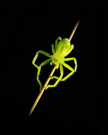 Foons Photographics Macro Closeup stock  images  Trevor Foon 2008 Green Hunstsman Spider from Tasmanian High Plains, Miena, near the Great Lake