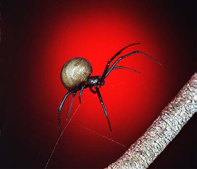 Foons Photographics Macro Closeup stock  images  Trevor Foon 2008 Redback Spider