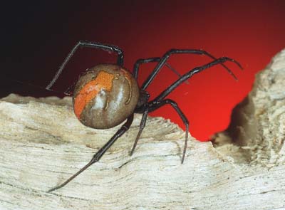 Foons Photographics Macro Closeup stock  images  Trevor Foon 2008 Redbackn Spider