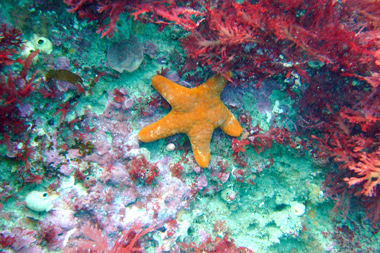 foons photographics underwater stock  images  Alan Foon 2008 Bunurong Coastal National Park