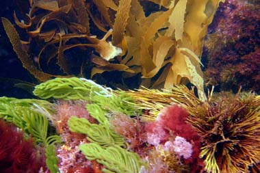 foons photographics underwater stock  images  Alan Foon 2008 Bunurong Coastal National Park