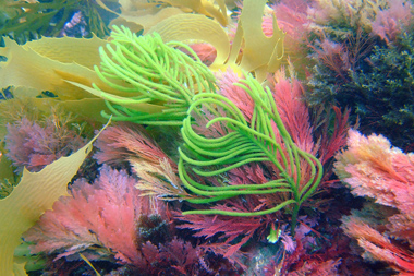 foons photographics underwater stock  images  Alan Foon 2008 Bunurong Coastal National Park