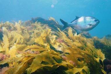 foons photographics underwater stock  images  Alan Foon 2008 Sweep in the Bunurong Coastal National Park