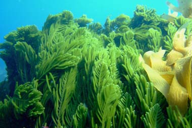 foons photographics underwater stock  images  Alan Foon 2008 Bunurong Coastal National Park