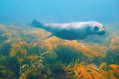 foons photographics underwater stock  images  Alan Foon 2008 Fur Seal in the Bunurong Coastal National Park