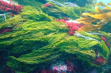 foons photographics underwater stock  images  Alan Foon 2008 Bunurong Coastal National Park