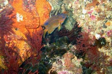 foons photographics underwater stock  images  Alan Foon 2008 Bunurong Coastal National Park