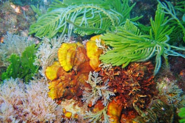 foons photographics underwater stock  images  Alan Foon 2008 Bunurong Coastal National Park