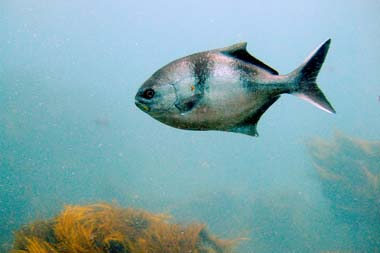 foons photographics underwater stock  images  Alan Foon 2008 Bunurong Coastal National Park