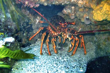 foons photographics underwater stock  images  Alan Foon 2008 Southern Rock Lobster (crayfish) Bunurong Coastal National Park