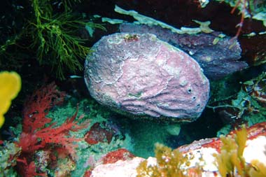 foons photographics underwater stock  images  Alan Foon 2008 Bunurong Coastal National Park