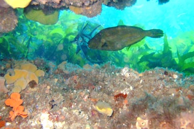 foons photographics underwater stock  images  Alan Foon 2008 Bunurong Coastal National Park