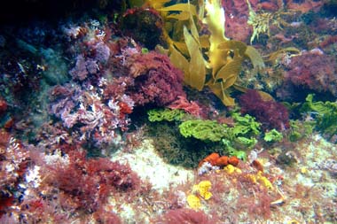 foons photographics underwater stock  images  Alan Foon 2008 Bunurong Coastal National Park