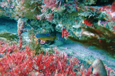 foons photographics underwater stock  images  Alan Foon 2008 Bunurong Coastal National Park