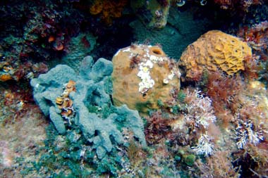 foons photographics underwater stock  images  Alan Foon 2008 Bunurong Coastal National Park