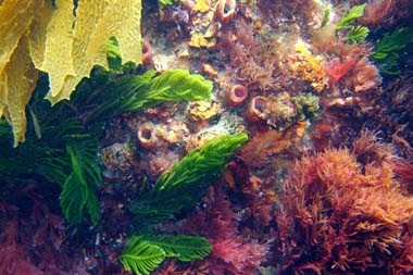 foons photographics underwater stock  images  Alan Foon 2008 Bunurong Coastal National Park