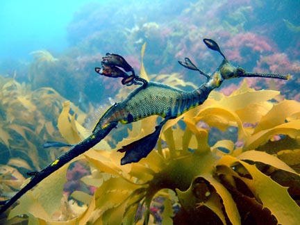 foons photographics underwater stock  images  Alan Foon 2008 Bunurong Coastal National Park